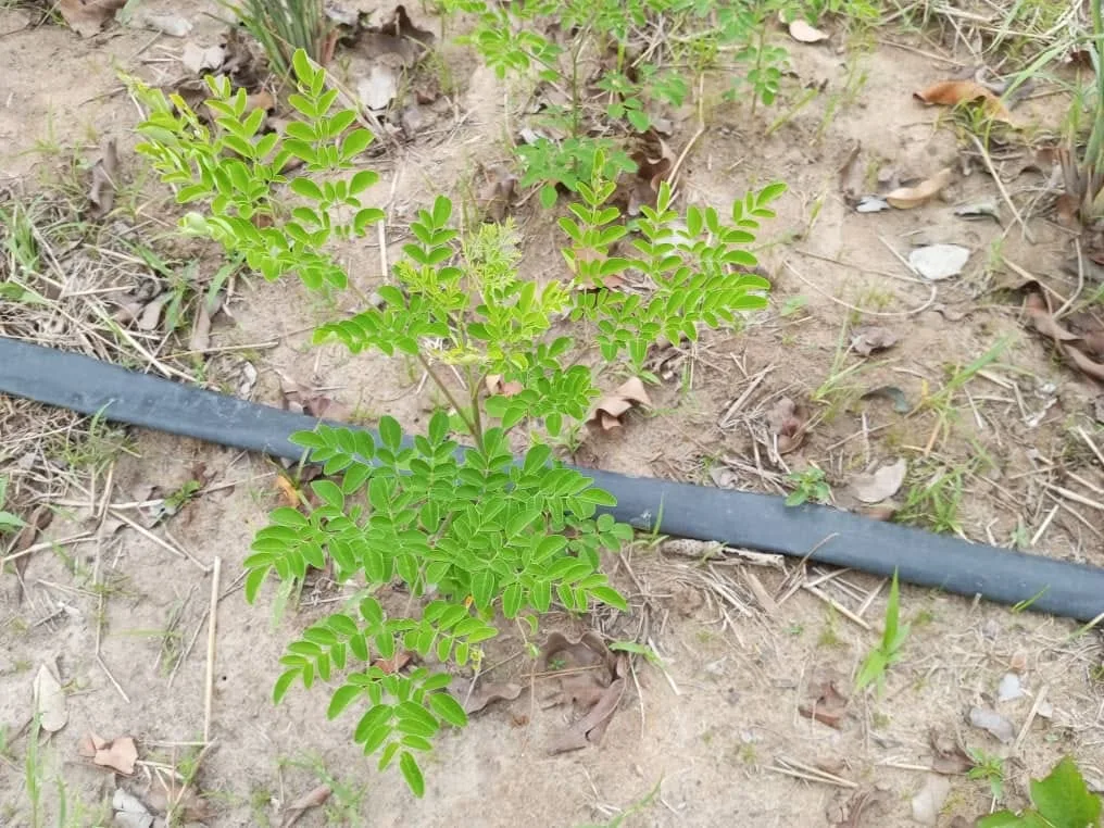 Un jeune plant de moringa aux feuilles vertes dans une parcelle cultivée.