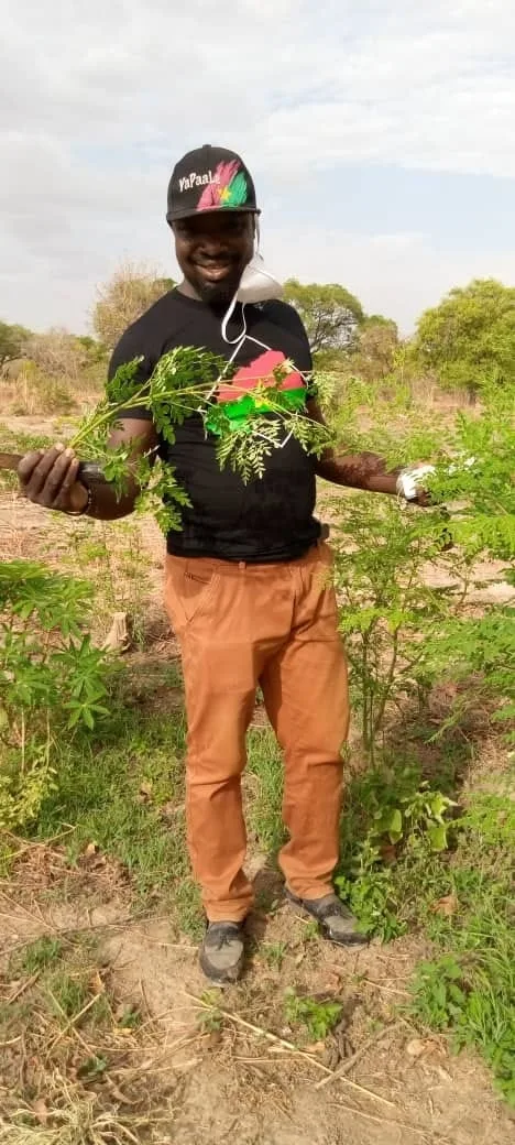 Des branches de moringa présentées au milieu d’une parcelle cultivée.